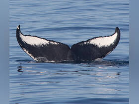 A stunning close-up of a whale's tail fin breaking the surface of the water, showcasing the beauty of marine wildlife in its natural habitat.