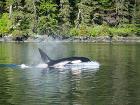 An orca surfaces in calm waters, showcasing its distinctive dorsal fin against a lush green backdrop — a stunning moment in wildlife observation.