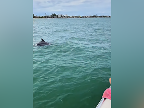 A dolphin swims gracefully in clear waters, showcasing the beauty of marine wildlife during a boat tour — a memorable encounter for nature lovers.