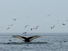 A stunning view of a humpback whale's tail as it dives beneath the surface, surrounded by a flock of birds in the ocean — a captivating moment in marine wildlife observation.