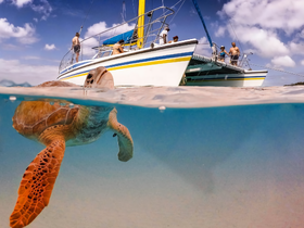 A stunning underwater shot captures a sea turtle swimming beneath a catamaran, with guests enjoying the view above — a perfect moment for wildlife enthusiasts and marine life lovers.