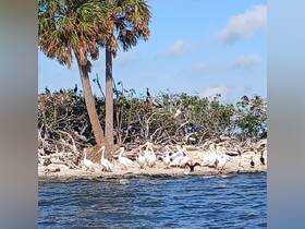 A serene scene featuring a group of pelicans resting by the water's edge, surrounded by lush greenery — a perfect snapshot of wildlife in its natural habitat.