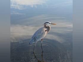 A majestic heron stands gracefully in calm waters, showcasing the beauty of wildlife in its natural habitat.