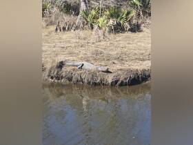 A close-up view of an alligator basking on the riverbank, showcasing the natural wildlife of the area — a perfect sight for nature enthusiasts.