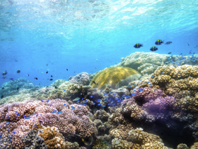 A vibrant underwater scene showcasing colorful coral and various fish species, highlighting the beauty of marine life in a tropical setting.