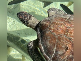 A stunning close-up of a turtle swimming gracefully among fish in crystal-clear waters, showcasing the beauty of marine wildlife.
