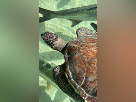 A close-up view of a turtle swimming gracefully in clear waters, showcasing the beauty of marine wildlife.