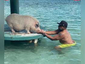 A man interacts with a friendly pig in shallow waters, showcasing a unique wildlife experience in the Bahamas.
