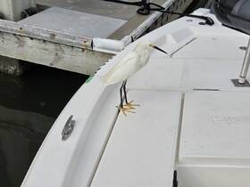A beautiful egret perches on the edge of a boat, showcasing the serene connection between wildlife and boating adventures.