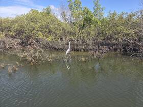 A majestic heron stands among the mangroves, showcasing the serene beauty of wildlife in its natural habitat.