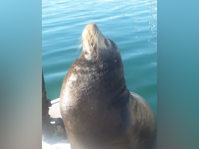 A close-up of a seal basking by the water, showcasing its whiskers and serene expression — a delightful moment in marine wildlife observation.