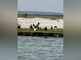A group of pelicans and other birds gather along the shoreline, showcasing the natural beauty of coastal wildlife.