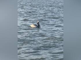 A pelican gracefully swims through the water, showcasing its distinctive features — a serene moment in nature perfect for wildlife enthusiasts.