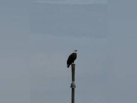 A majestic eagle perches atop a post, showcasing the beauty of wildlife in its natural habitat.