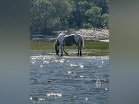 A wild horse grazes in shallow waters, showcasing the beauty of nature and wildlife in a serene coastal environment.