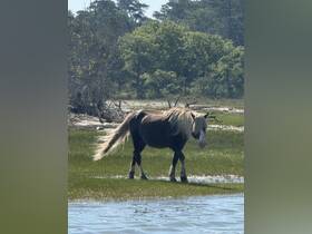 A wild horse wanders through the marshland, showcasing the beauty of nature and wildlife in its natural habitat.