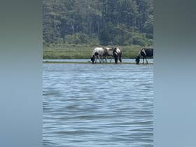 A serene scene of horses grazing along the water's edge, showcasing the beauty of wildlife in a natural setting.
