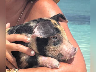 Bahamas Dream Tours & Charters