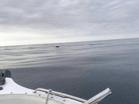 A serene view of a whale swimming in calm waters, showcasing the beauty of marine wildlife in their natural habitat.