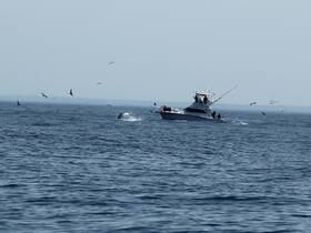 A fishing boat encounters a whale while surrounded by seabirds, showcasing an exciting moment on the water — perfect for wildlife enthusiasts and fishing adventures.
