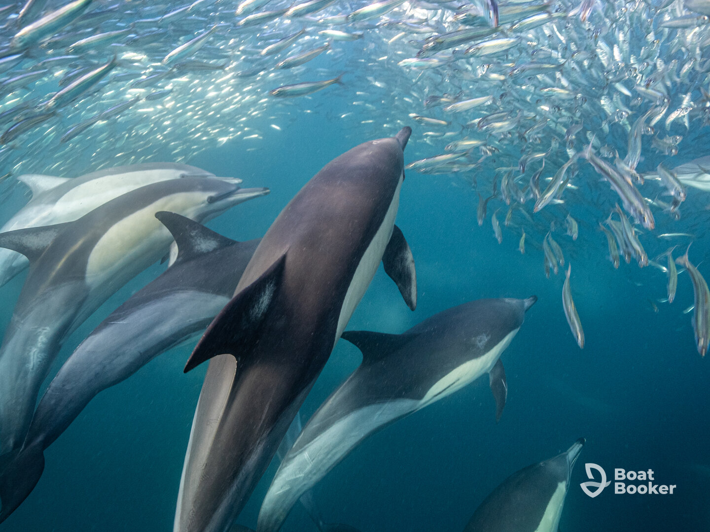 Offshore Adventures Sardine Run
