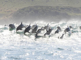 A spectacular display of dolphins leaping through the waves, showcasing their playful nature in a stunning marine environment.