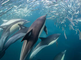 A captivating underwater scene featuring dolphins swimming among a school of fish, showcasing the beauty of marine wildlife in their natural habitat.