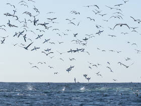 A stunning display of birds soaring above the ocean, capturing the beauty of wildlife in its natural habitat.