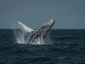 A majestic humpback whale breaches the surface of the ocean, showcasing its impressive size and grace — a breathtaking moment in marine wildlife observation.