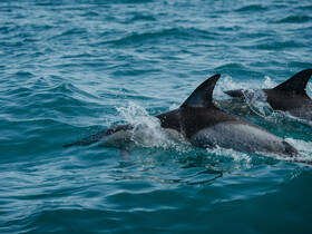 A captivating close-up of dolphins swimming gracefully through the clear blue waters, showcasing the beauty of marine wildlife.