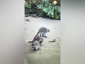 A group of raccoons explores the sandy beach, showcasing their playful nature in a natural setting.