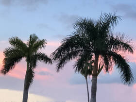 A serene view of palm trees against a pastel sky, capturing the essence of a tropical sunset.