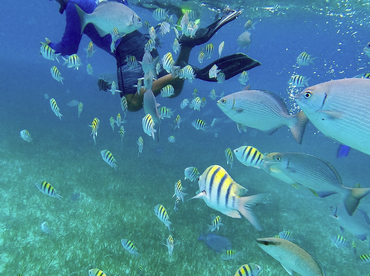 Belize Diving Adventures – Miss Ness