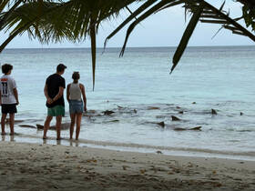 A group of friends observes stingrays in shallow water, creating an unforgettable wildlife experience on the beach.