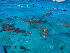 Snorkelers interact with sharks in crystal-clear waters, showcasing an exhilarating wildlife experience perfect for adventure seekers.