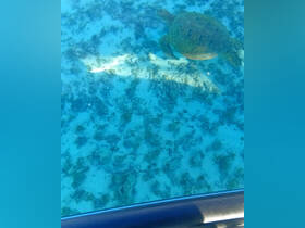 A serene underwater view of a turtle gliding over a sandy seabed, showcasing the beauty of marine wildlife in its natural habitat.