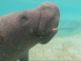 A close-up view of a manatee swimming gracefully in clear waters, showcasing the gentle nature of this beloved marine mammal.