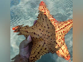 A close-up of a vibrant starfish being held in shallow water, showcasing the beauty of marine life and human interaction in a tropical setting.
