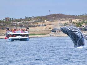 A majestic whale breaches the surface near a boat full of excited guests, showcasing the thrill of whale watching adventures.
