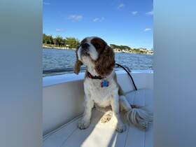 A charming dog enjoys a sunny day on a boat, showcasing the joy of bringing pets along for aquatic adventures.