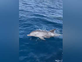 A playful dolphin swims gracefully through the clear blue waters, showcasing the beauty of marine wildlife encounters.