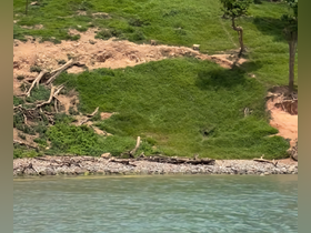 An unclear view of a shoreline with vegetation and debris, lacking identifiable features or subjects.