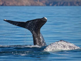 A stunning close-up of a whale's tail as it gracefully swims through the clear waters, showcasing the beauty of marine wildlife.