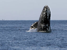 A majestic whale breaches the surface of the water, showcasing its impressive size and grace — a breathtaking moment for wildlife enthusiasts and nature lovers.