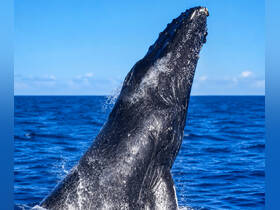 A majestic humpback whale breaches the surface, showcasing its impressive size and grace in the open ocean — a breathtaking moment for wildlife enthusiasts.