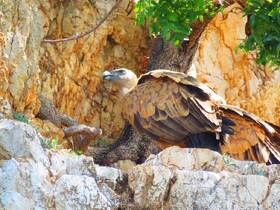A majestic vulture perches on rocky terrain, showcasing its impressive wingspan and keen gaze — a stunning example of wildlife in its natural habitat.