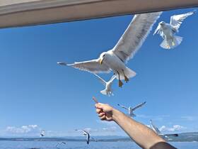 A hand reaches out to feed seagulls soaring above the water, capturing a lively moment of wildlife interaction during a boating adventure.