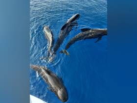 A captivating view of dolphins swimming gracefully in crystal-clear waters, showcasing the beauty of marine wildlife.