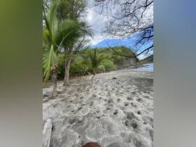 A view of a sandy beach with palm trees and a rocky backdrop, capturing the natural beauty of the shoreline.