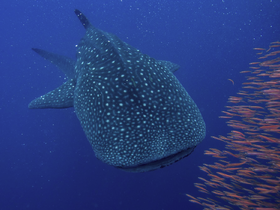 A stunning close-up of a whale shark swimming gracefully through the deep blue ocean, showcasing its unique spotted pattern — a must-see for marine wildlife enthusiasts.